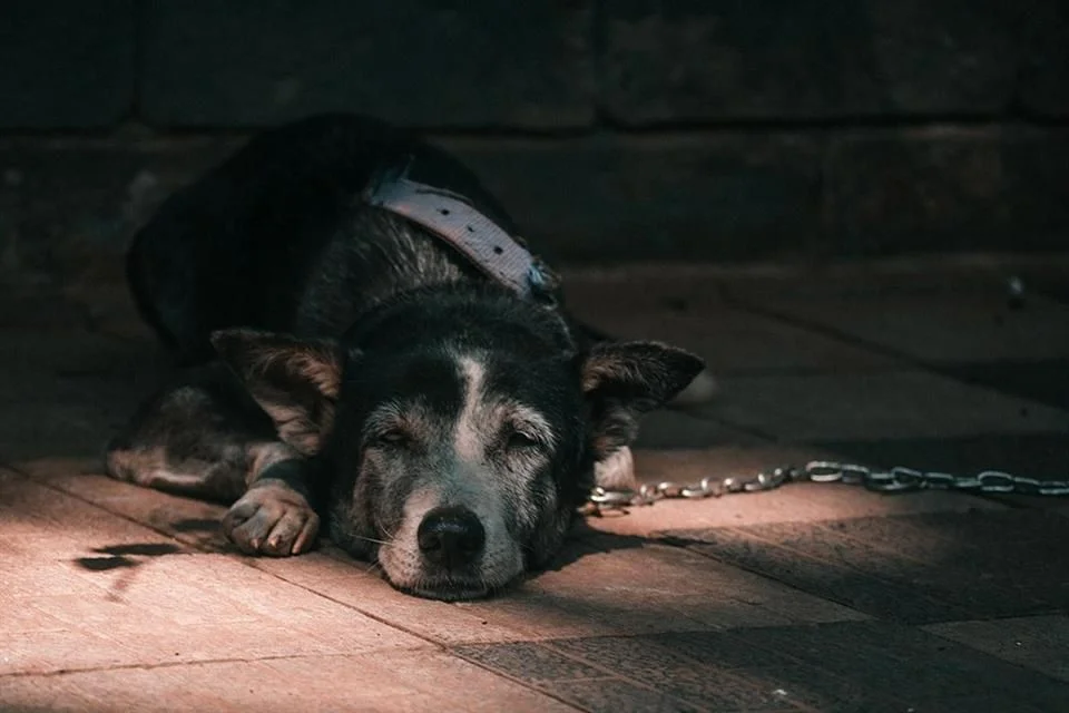 Amenazan a activista tras intentar denunciar maltrato animal