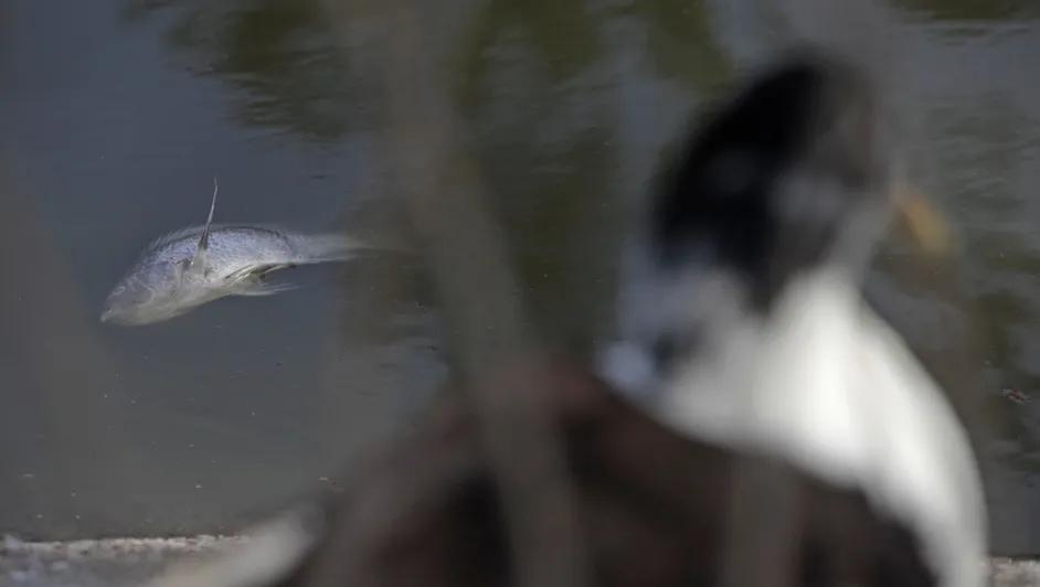 Muerte de peces y patos alertan a vecinos y colectivos en Pro del Parque Metropolitano