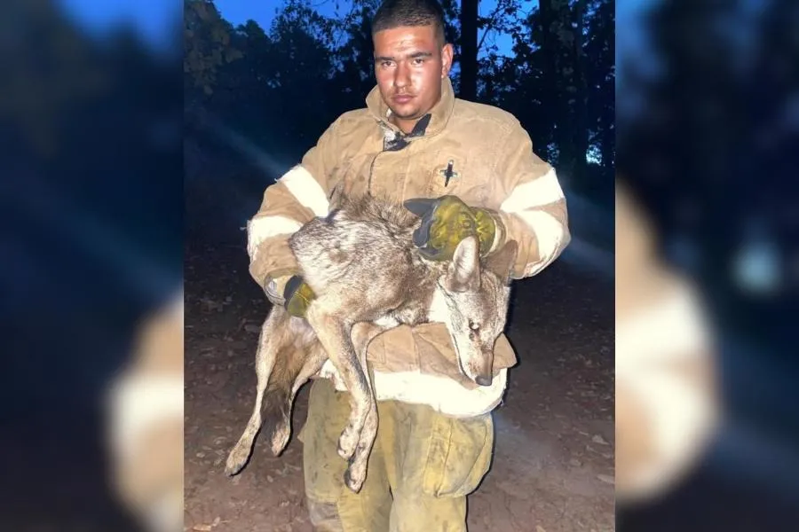 PC Tecolotlán libera coyote en Sierra de Quila