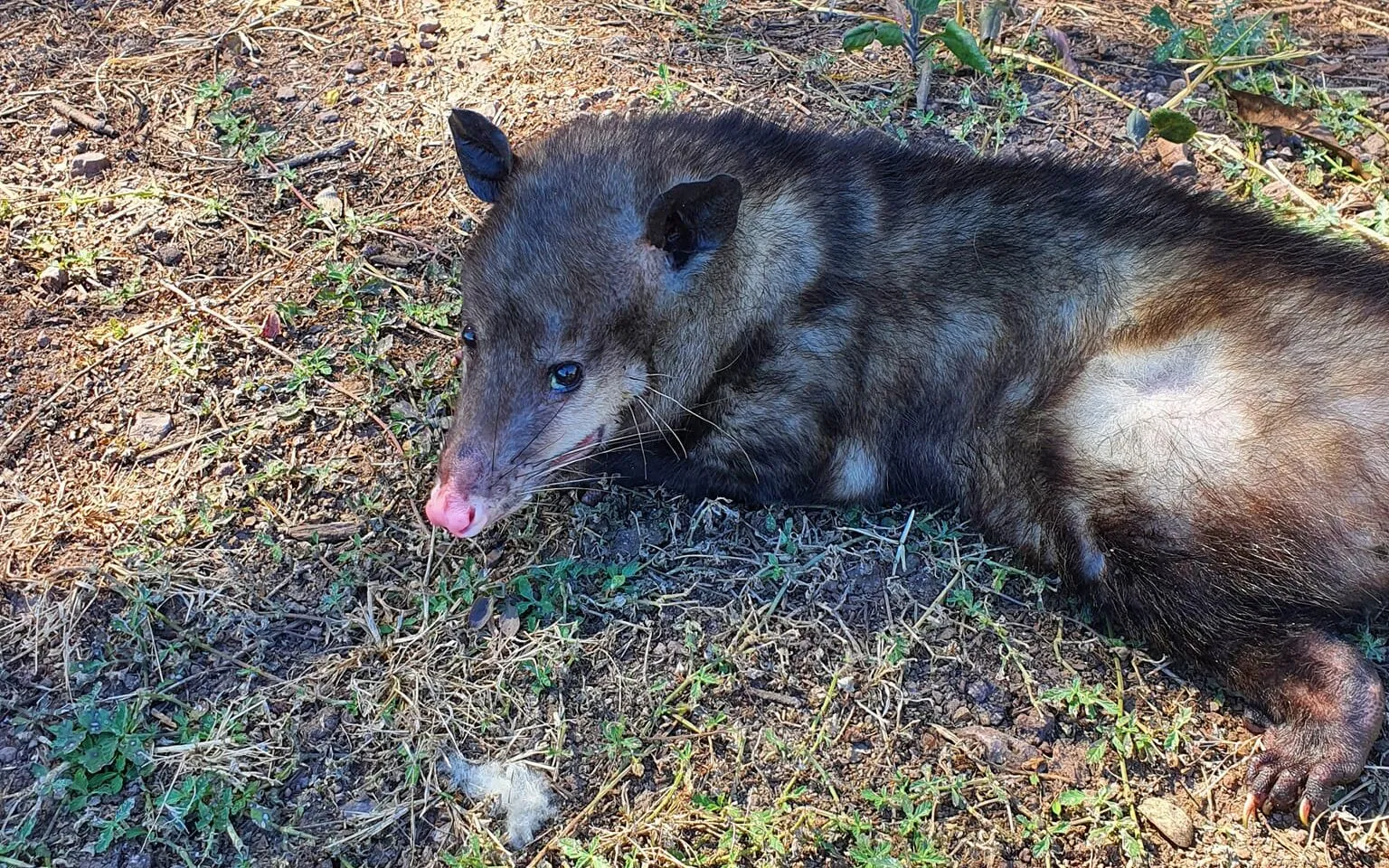 Unidad de Fauna de la Costa Sur rescató 519 animales silvestres en 2024