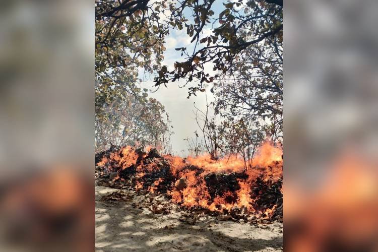 Jalisco: 458 incendios en lo que va del 2025