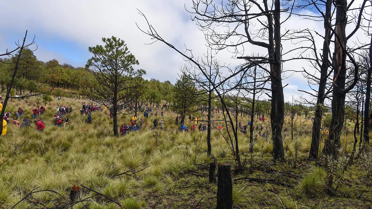 Deforestación en Jalisco: 101 mil hectáreas arrasadas por incendios en 2024
