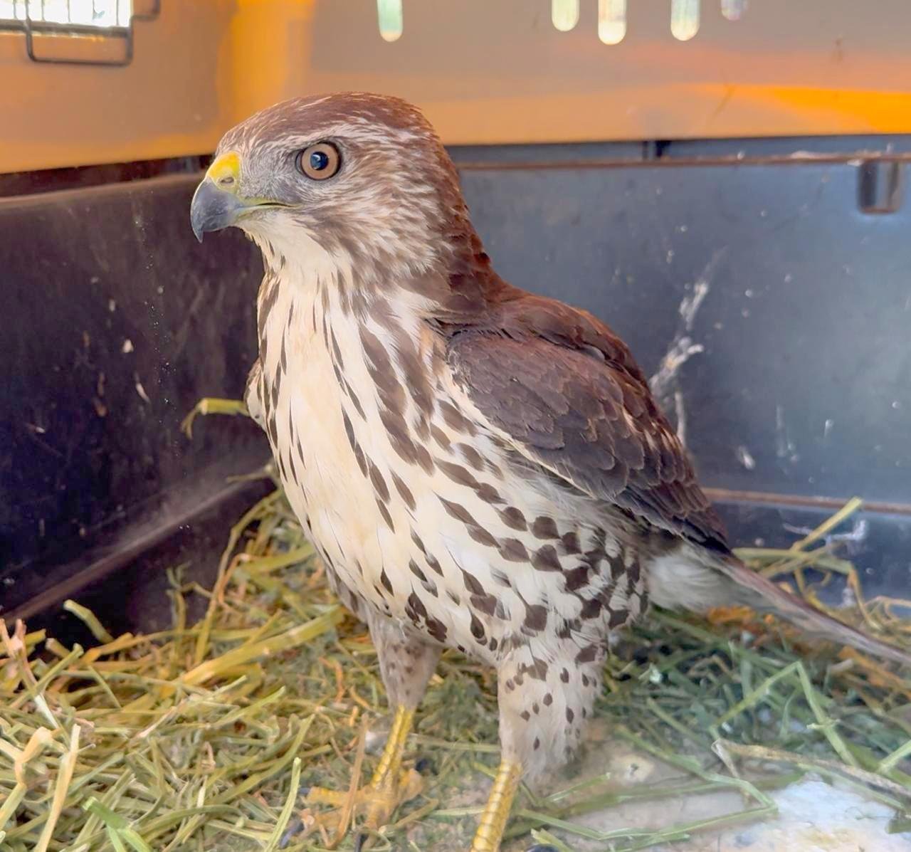 Liberan en Cierro Viejo a aguililla rescatada en Tlaquepaque