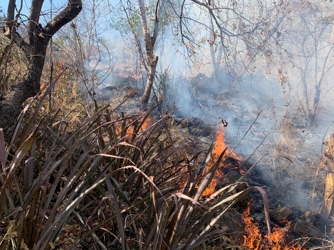 Jalisco acumula 149 incendios forestales y más de 2 mil hectáreas dañadas