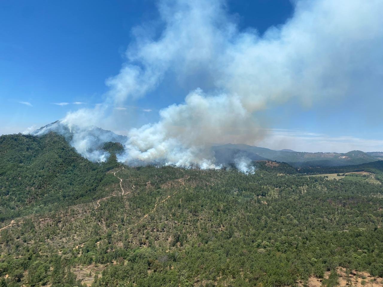 Perdió Jalisco 289 mil hectáreas forestales