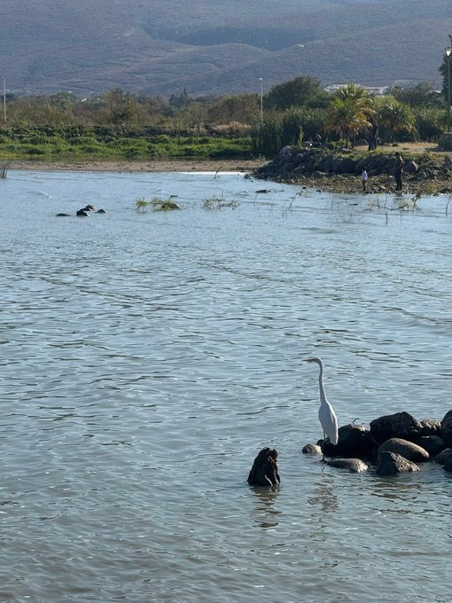 Almacena el Lago de Chapala más agua que la primavera de 2024