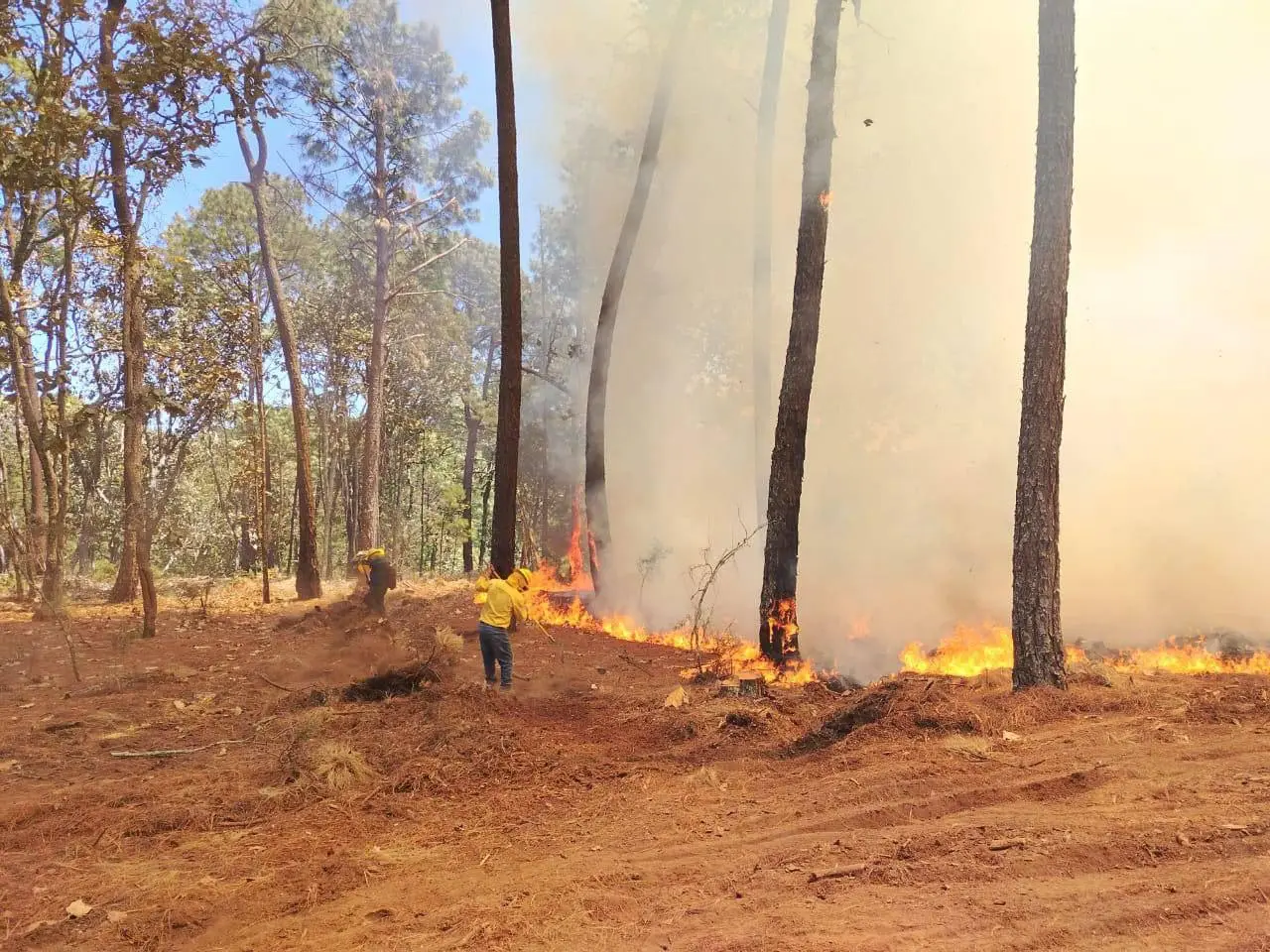 Brigadistas combaten incendio en Sierra de Quila