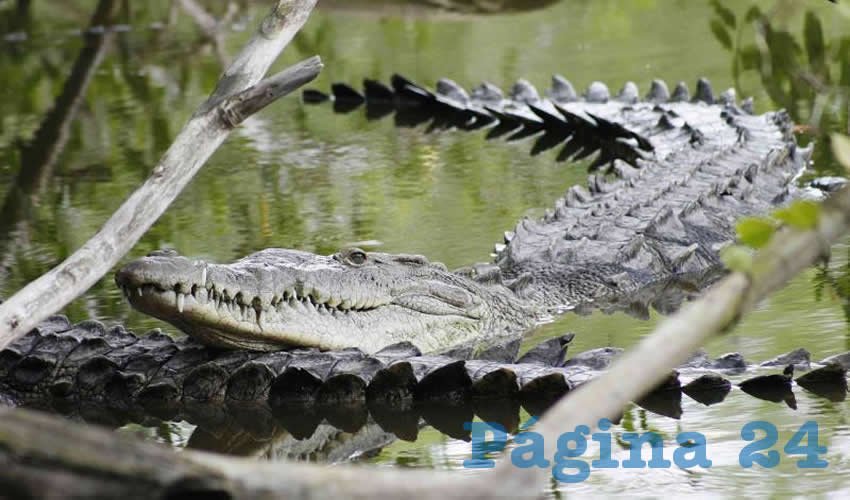 Urgen Proteger Hábitat de Cocodrilos en Puerto Vallarta