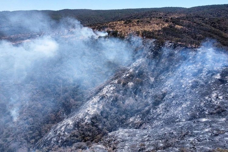 Jalisco suma ya 785 incendios forestales en lo que va de 2025