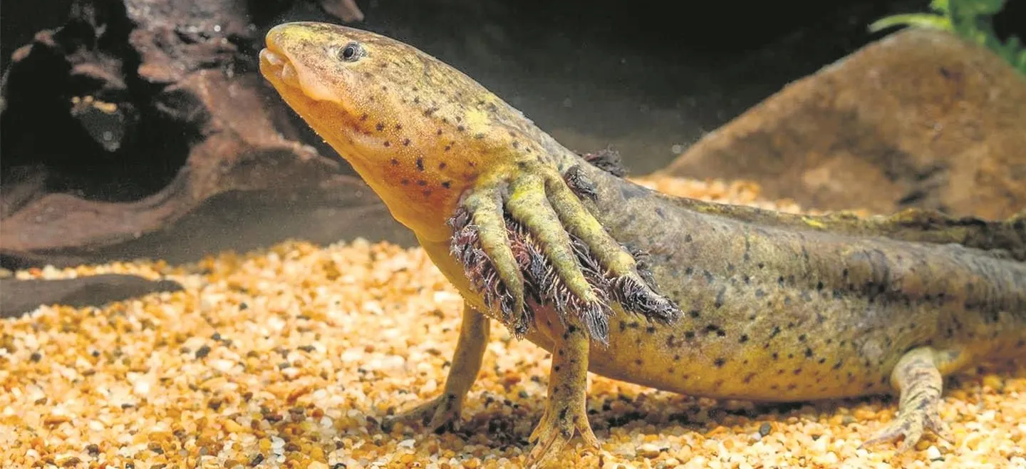 Ajolote: En busca del “dragón mexicano”