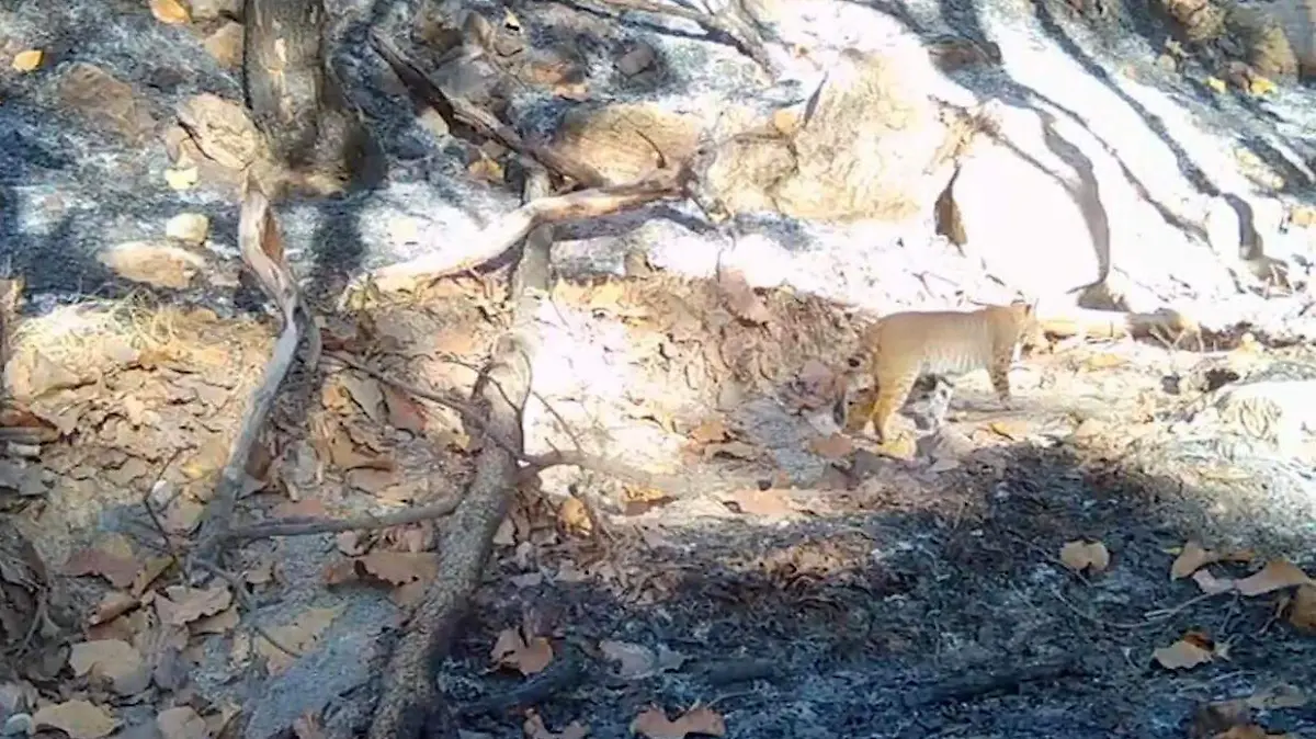 Sorpréndete con los animales dentro del Bosque de la Primavera, captados con cámaras trampa