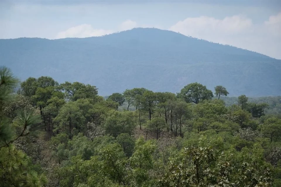 Anticipan cierres en La Primavera