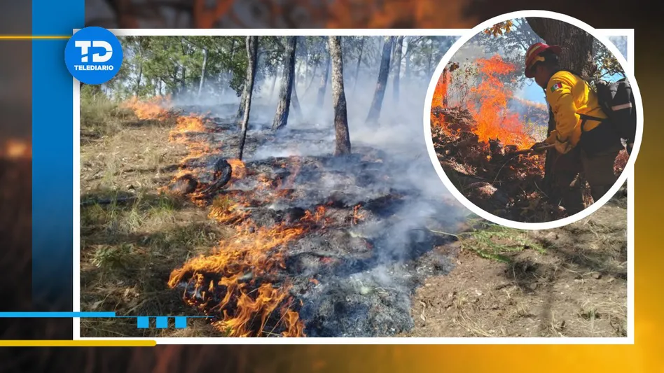 Jalisco ha combatido casi 400 incendios forestales en 2025; Zapopan es el municipio más afectado