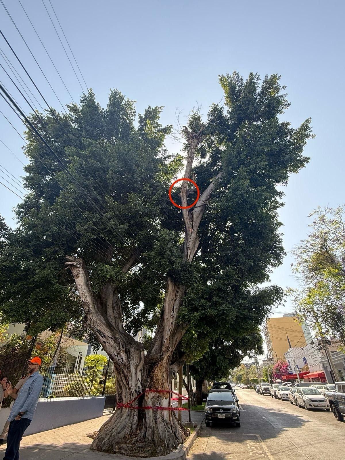 «Rescatan» a pájaros carpinteros en Guadalajara