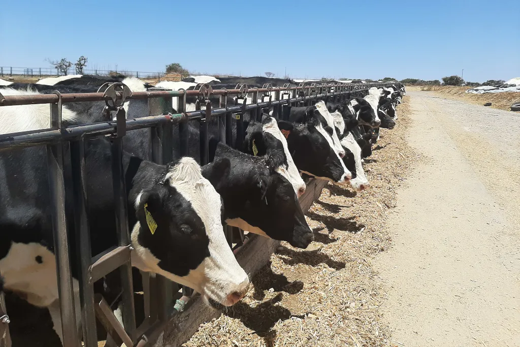 Empresas agroindustriales acaparan el agua subterránea de la región Altos Norte de Jalisco