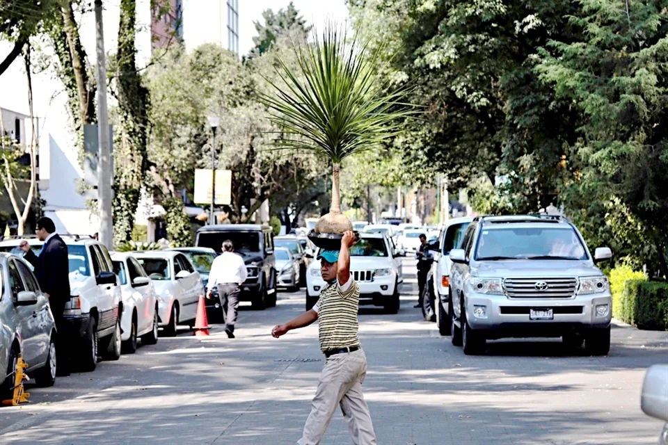 Podrías tener plantas ilegales