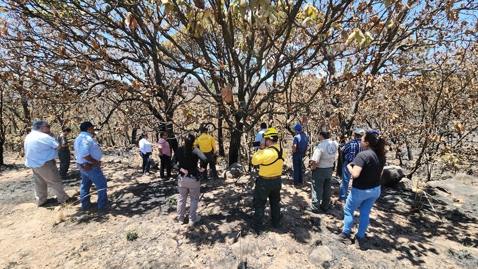 Trabajan en al menos 100 hectáreas prioritarias en Sierra de Quila, tras el incendio