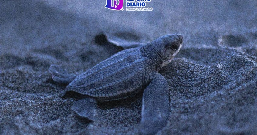 Tortuga laúd, al borde de la extinción, regresa a anidar en Puerto Vallarta