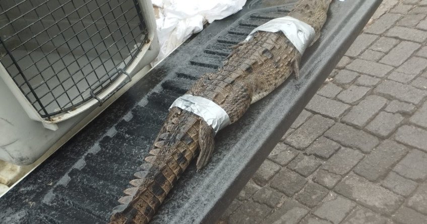 Capturan y reubican tres cocodrilos en distintos puntos de Puerto Vallarta