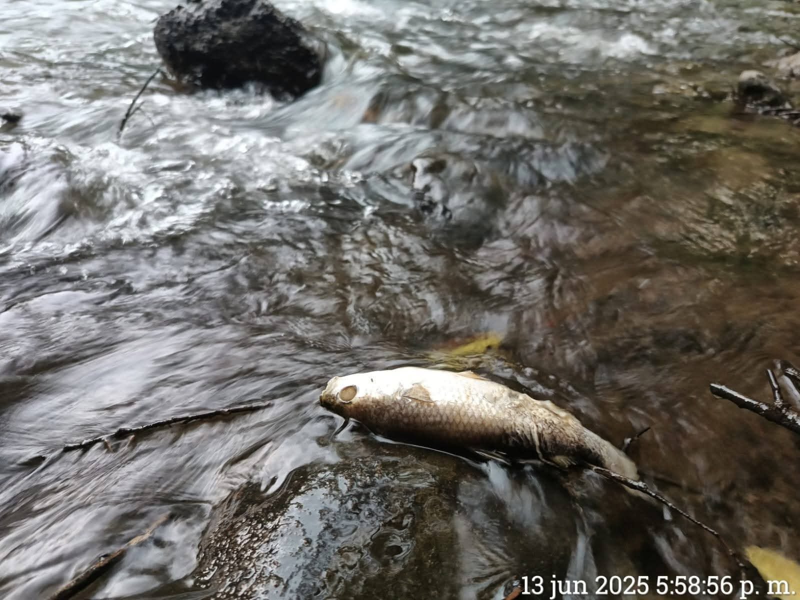 Autoridades alertan por contaminación en río Tuxcacuesco