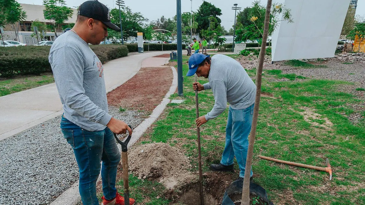 La ZMG de Guadalajara necesita más de 342 mil árboles para respirar