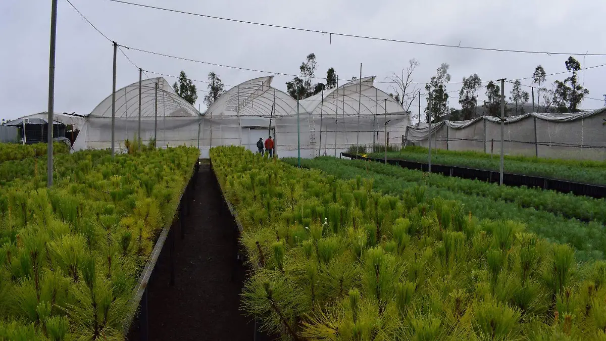 Contribuye Consejo Regulador del Tequila con producción de plantas para reforestación