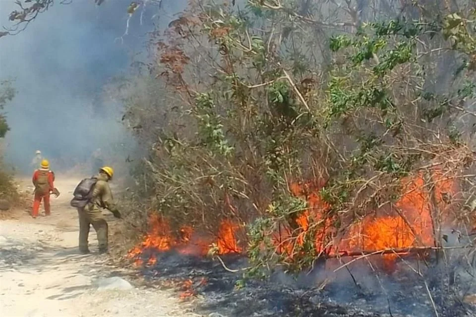 Cae por dañar ¡36 hectáreas! del Bosque La Primavera