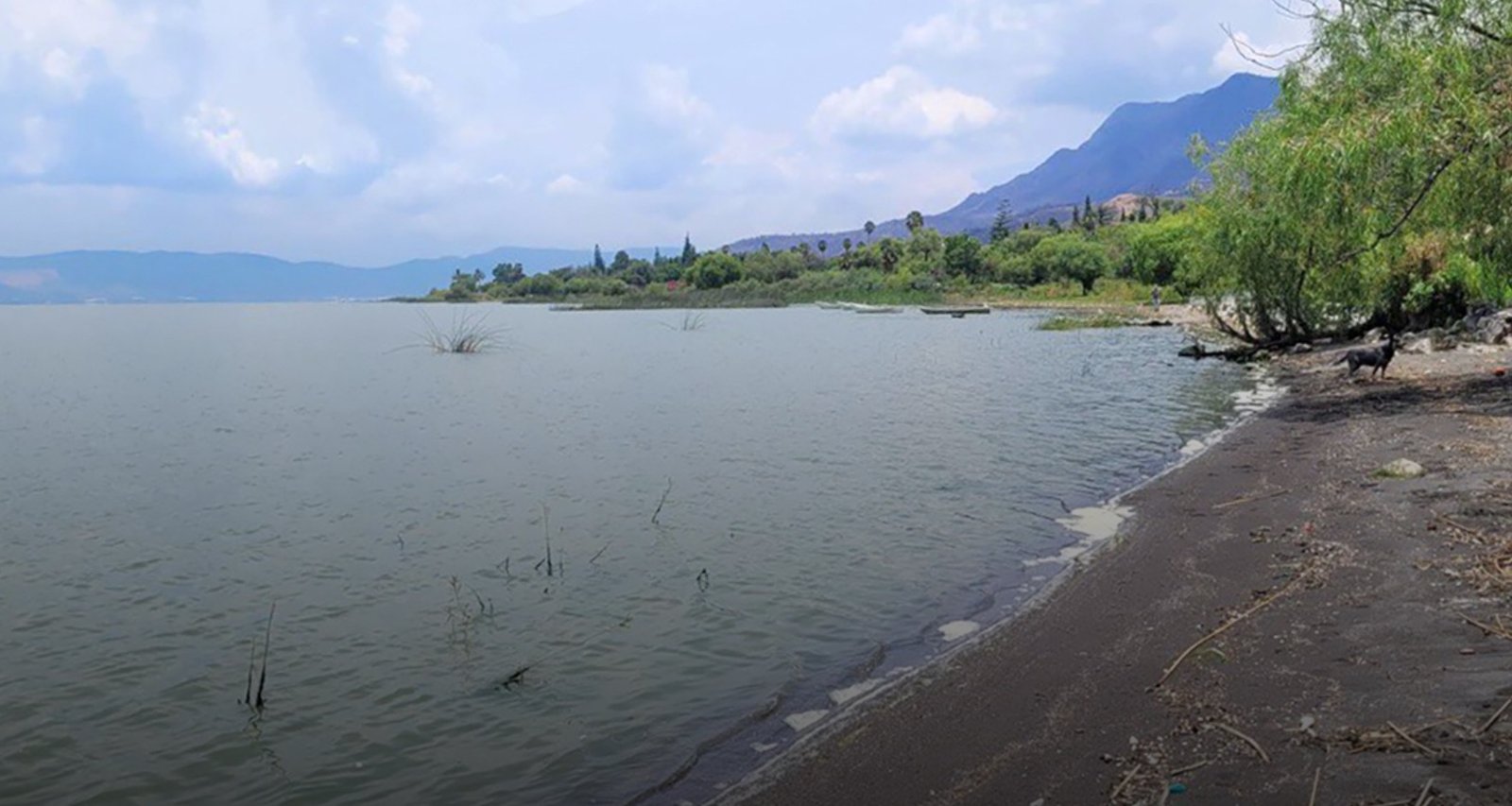 Muerte de peces en el lago de Chapala sería hecho aislado