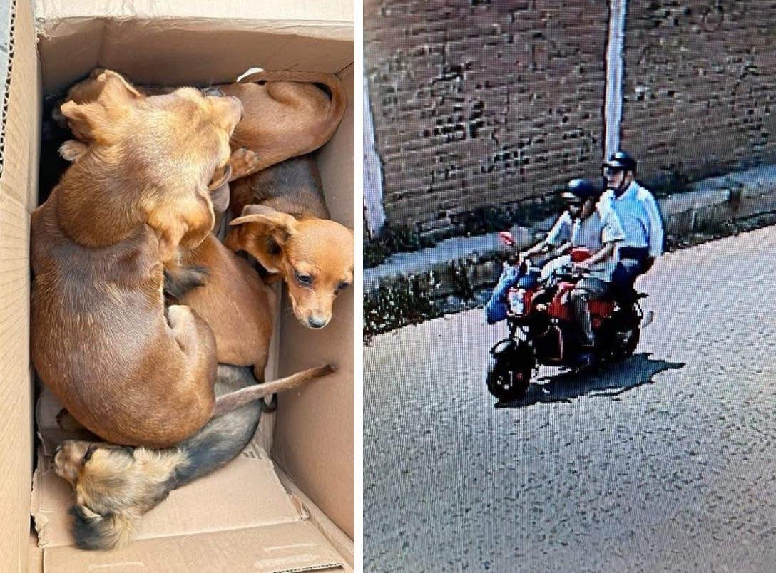Casos de abandono de perros incrementaron en mayo pasado: Patitas Seguras