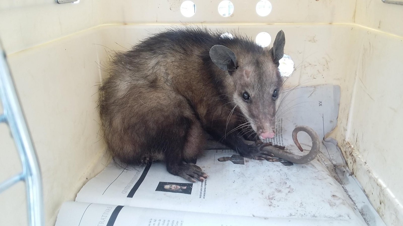 Recomiendan reubicar animales silvestres que aparezcan en las viviendas