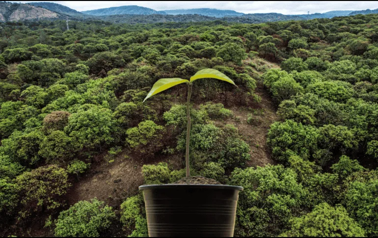 Estos puntos del AMG tendrán una reforestación masiva