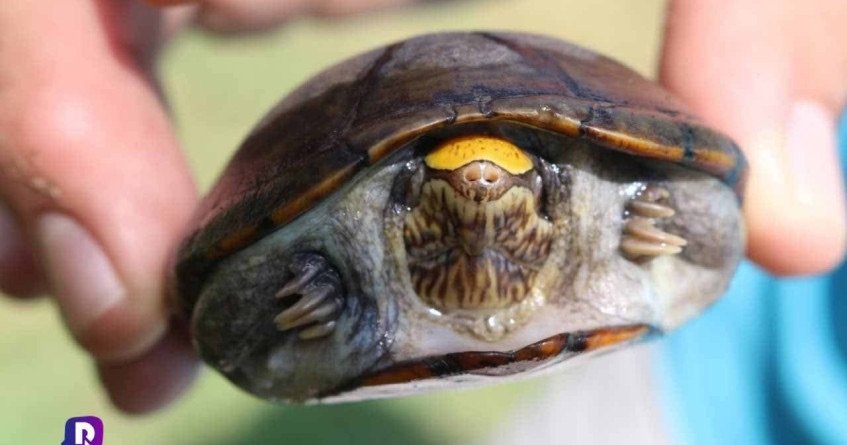 Vinculan A Proceso A Presunto Traficante De Tortugas ‘Casquito De Vallarta’.