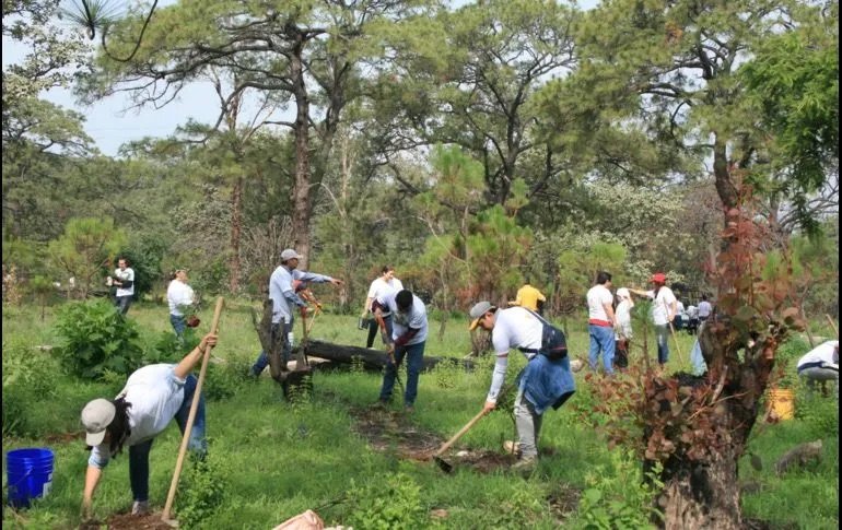 Agroindustria tequilera reforesta el Bosque de La Primavera