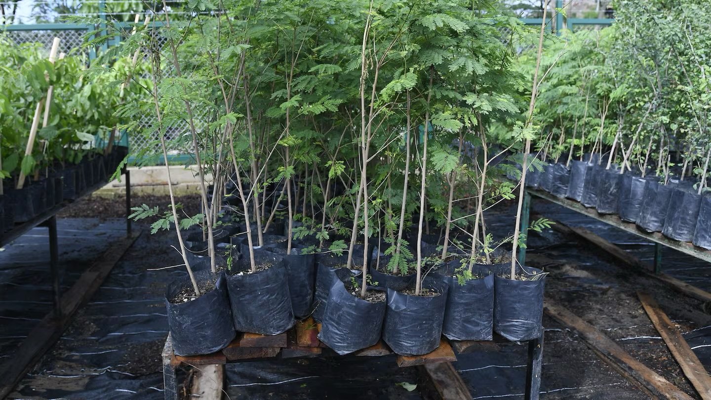 Zapopan apuesta por el medio ambiente con 100 mil árboles y 200 mil bombas de semilla&nbsp;