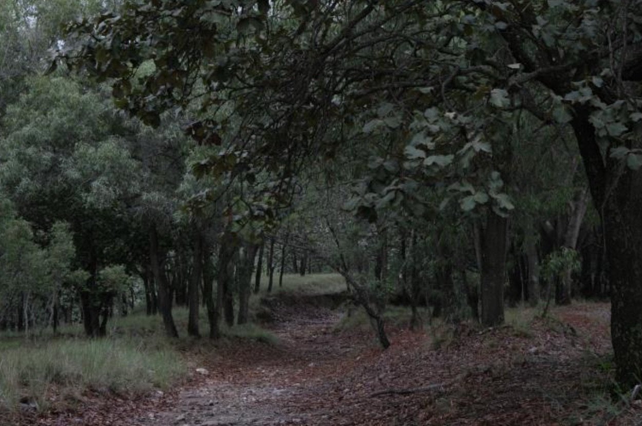 Otra vez postergan el plan de manejo del Bosque La Primavera