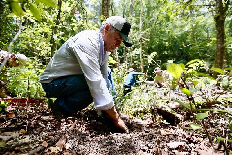 Realizan reforestación de Bosque de Arce de Talpa&nbsp;