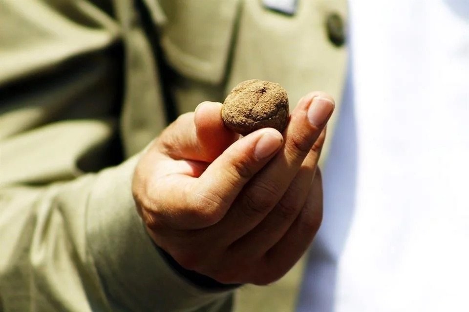Lanzan 35 mil “bombas de semilla” para reforestar el Cerro Viejo y La Primavera