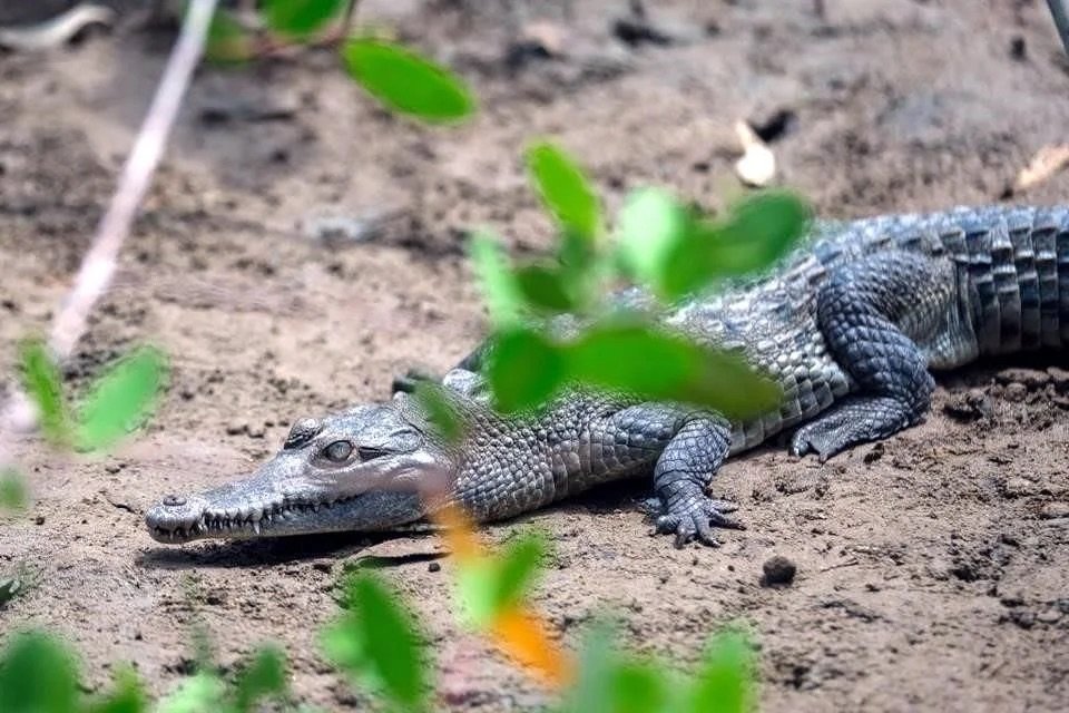Buscan mejorar relación humano-cocodrilo