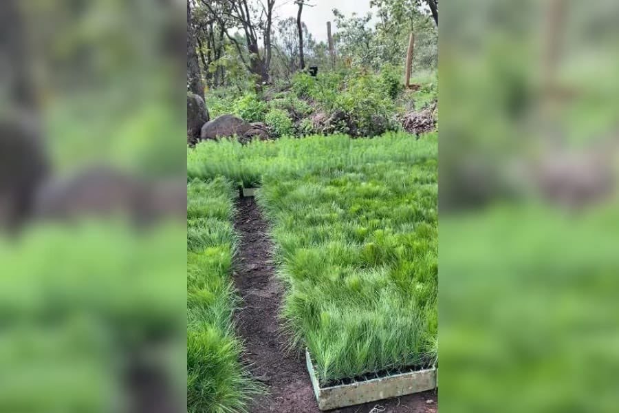 Ejido Tecolotlán convoca a reforestación masiva en Sierra de Quila