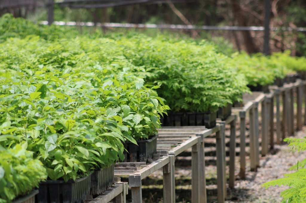 La Huerta espera superar la meta de plantar 5 mil árboles con la campaña “Huerta Verde”