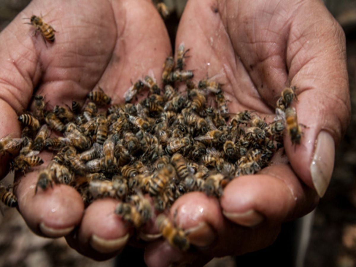Investigadora del CUCSur alerta sobre los factores que afectan a las abejas