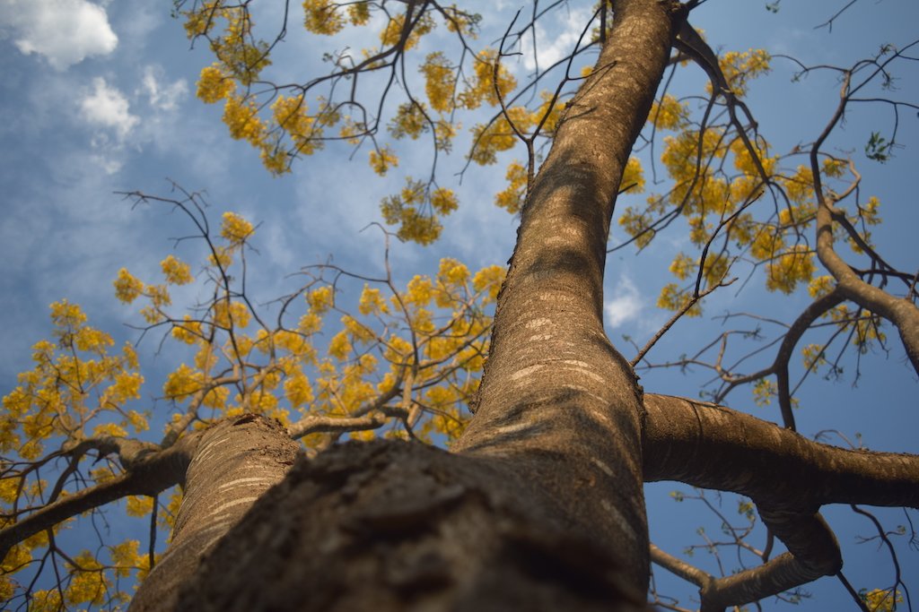 El Grullo vivirá su IV Festival del Árbol; conoce el programa