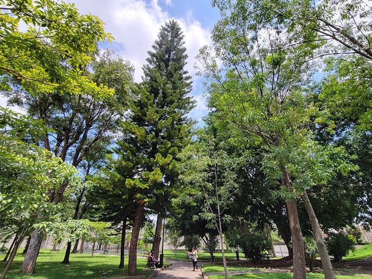 En parques y bosques urbanos, 41 mil árboles