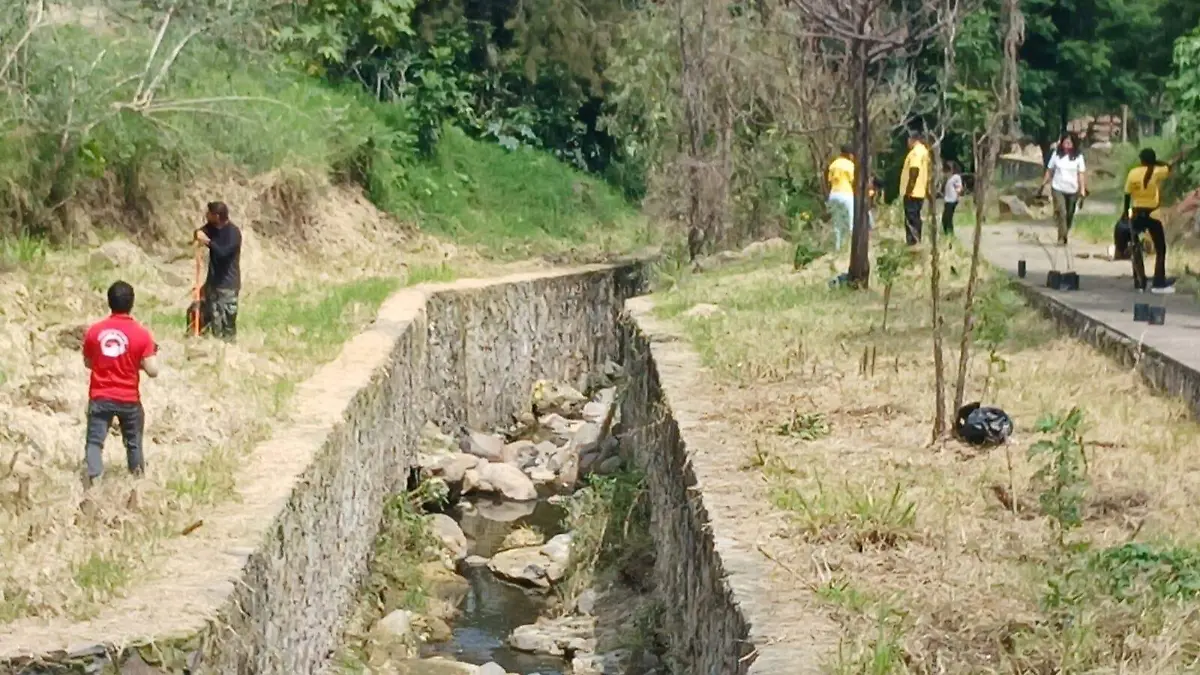Colectivos ambientalistas de Tonalá reforestan el parque Lineal de Loma Dorada