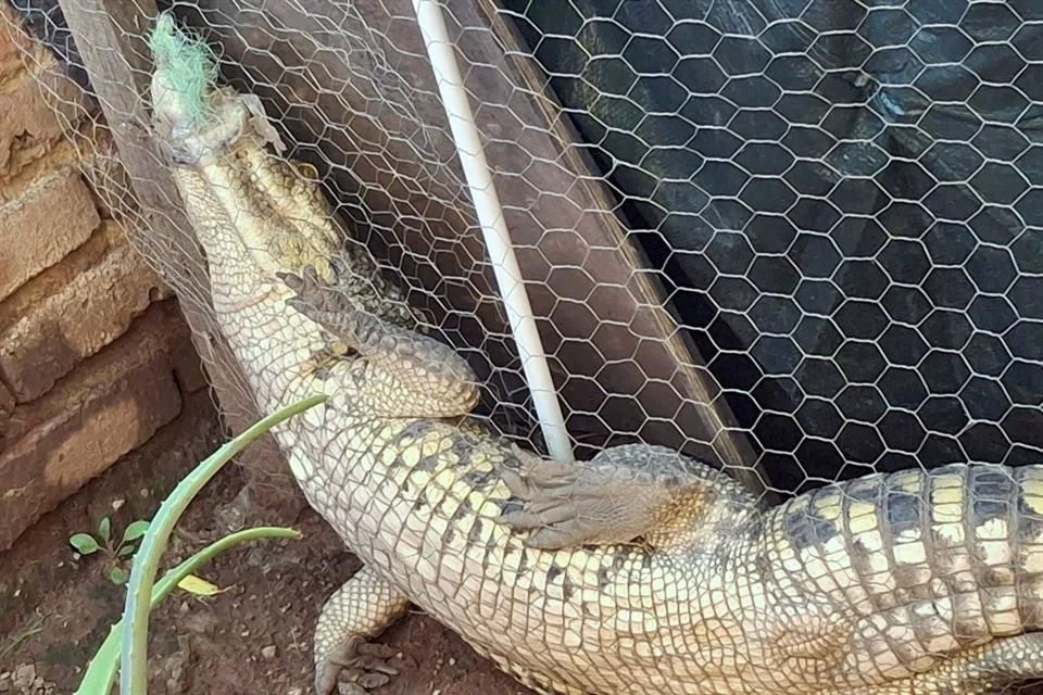 Aseguran un cocodrilo en Tlajomulco