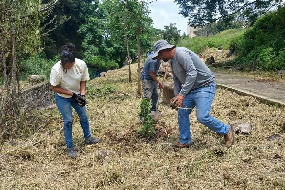 Reforestan colectivos Parque Lineal Anáhuac