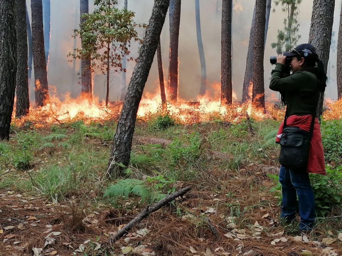 Investigadores de CUCSur publican artículo sobre impacto del uso controlado del fuego