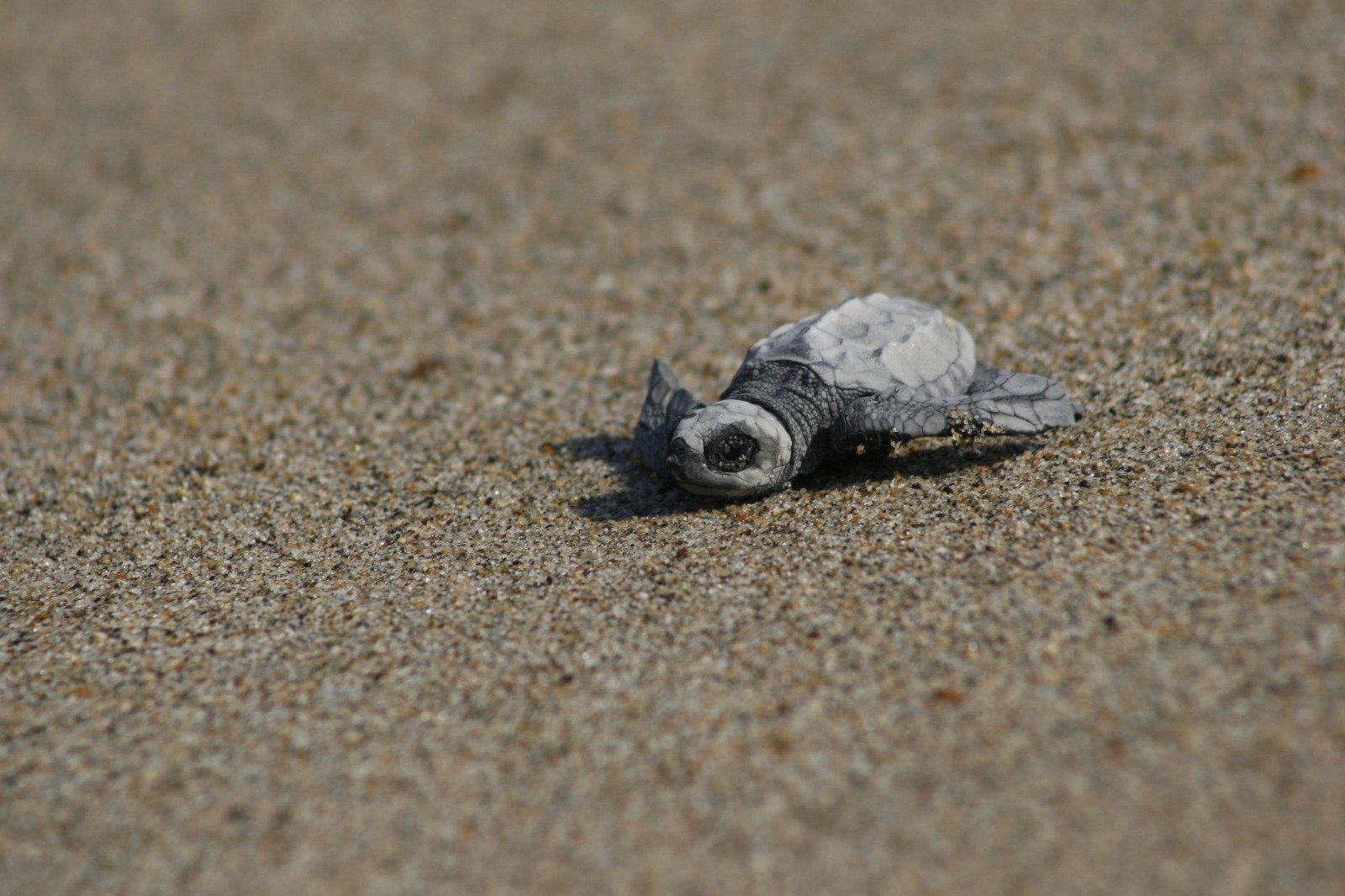 CUCSur busca liberar más de 544 mil crías de tortuga para esta temporada
