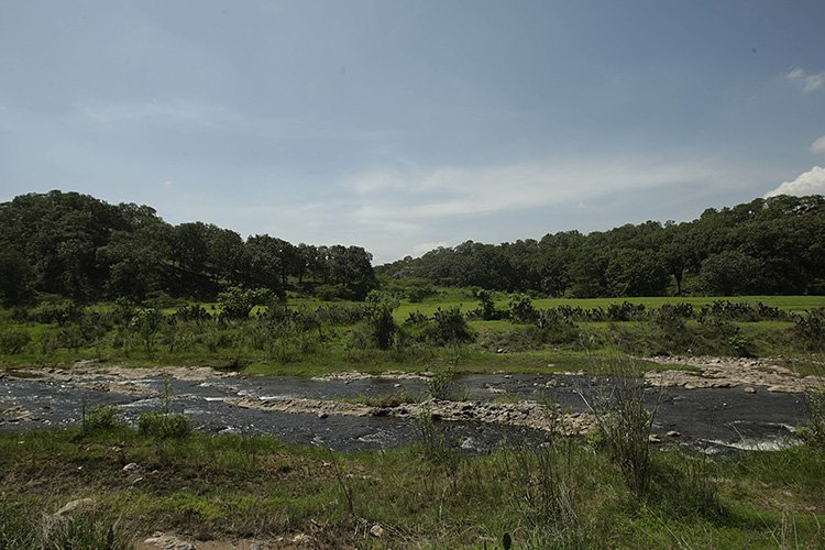 Alertan sobre crisis ambiental y pérdida del bosque La Primavera 