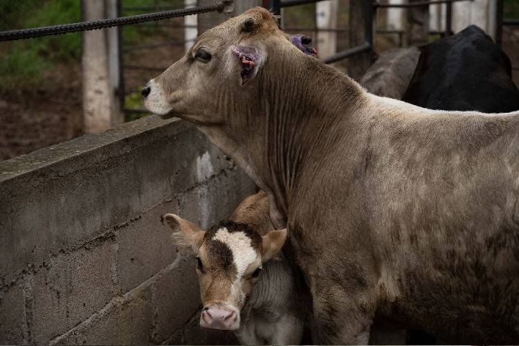 Presentan estrategia estatal de ganadería sustentable